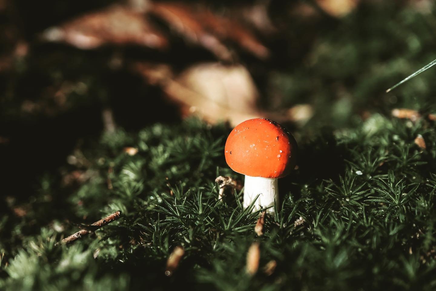 buy Mushrooms DC Washington near me
