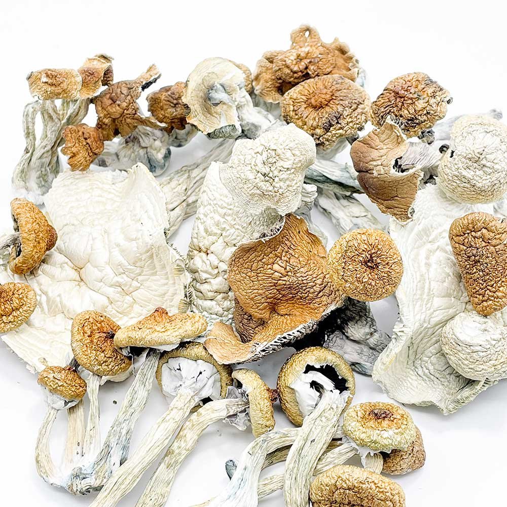 bulk mushroms in Washington