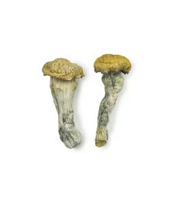 Alternative view of Creature 801 Magic Mushrooms