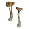 buy Penis Envy 6 Magic Mushrooms