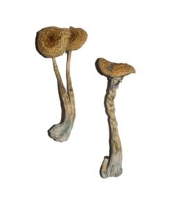 buy Penis Envy 6 Magic Mushrooms
