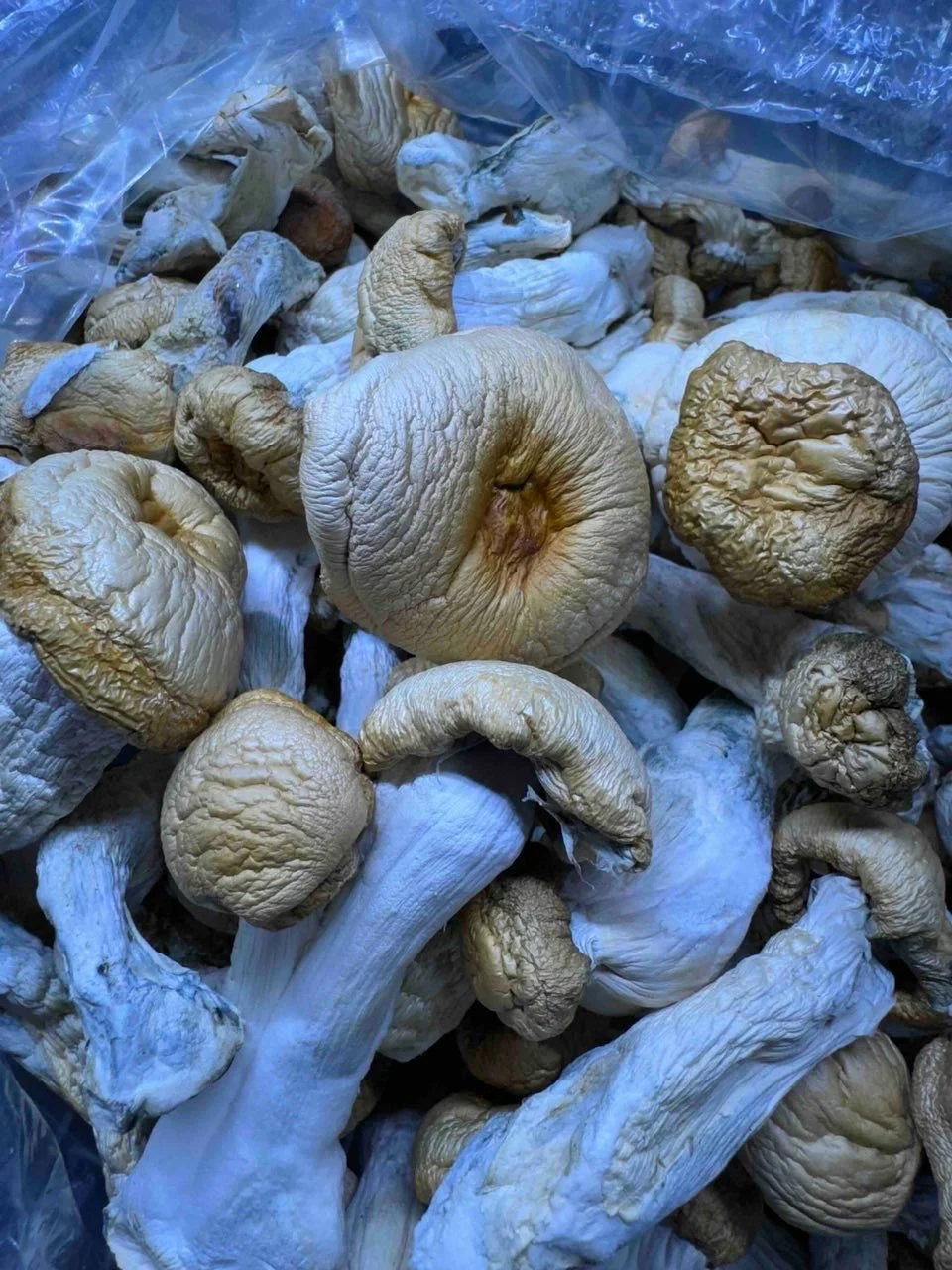 buy shrooms edibles DC